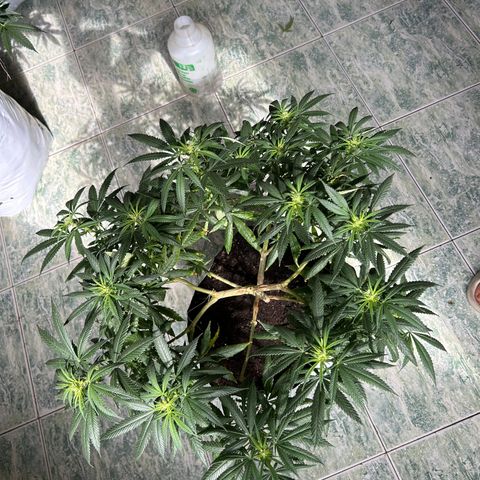 Cherry pie #1 growlog timeline photo
