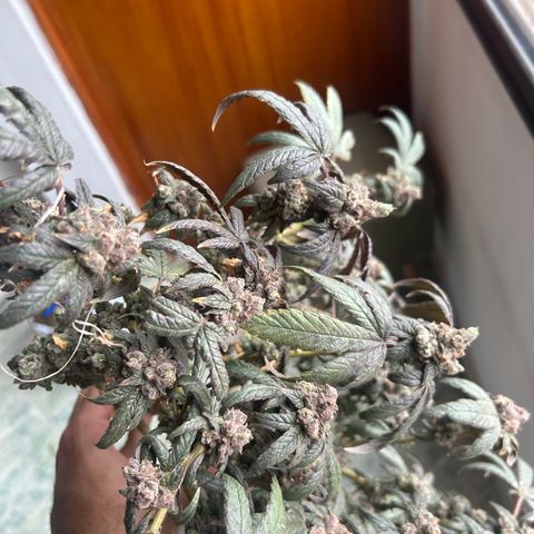 Gary’s cream  growlog timeline photo