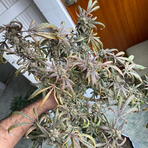 Double Burger   growlog timeline photo