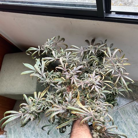 Double Burger   growlog timeline photo