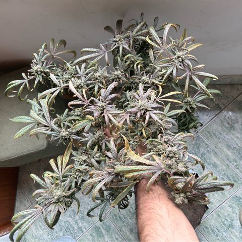Double Burger   growlog timeline photo