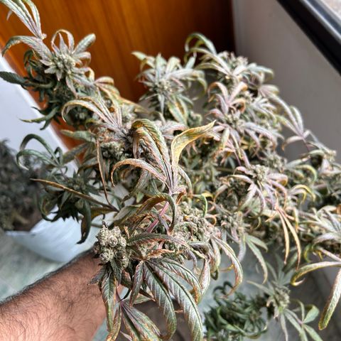 Double Burger   growlog timeline photo