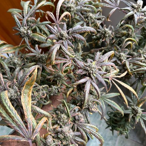 Double Burger   growlog timeline photo