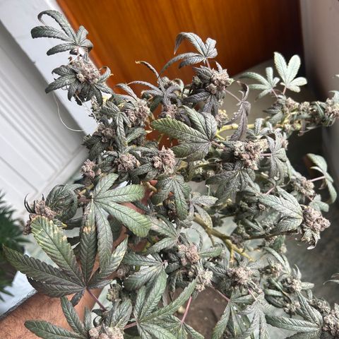 Gary’s cream  growlog timeline photo