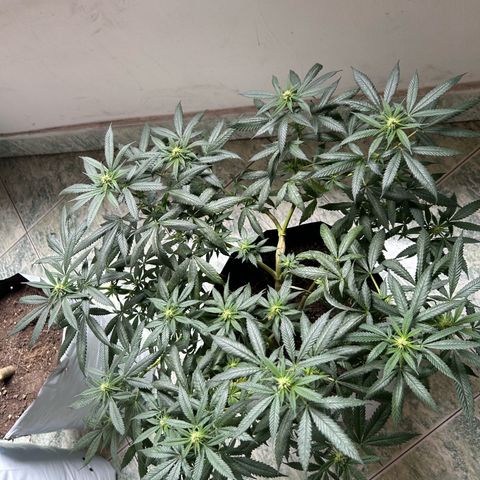 Gorilla glúe growlog timeline photo