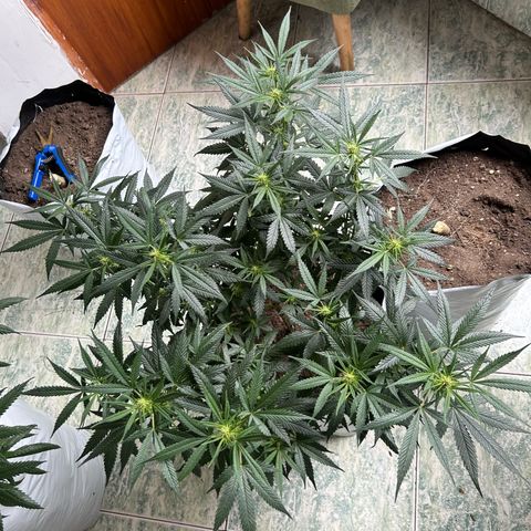 Cherry pie #2 growlog timeline photo