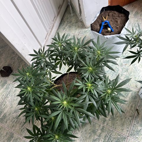 Cherry pie #1 growlog timeline photo