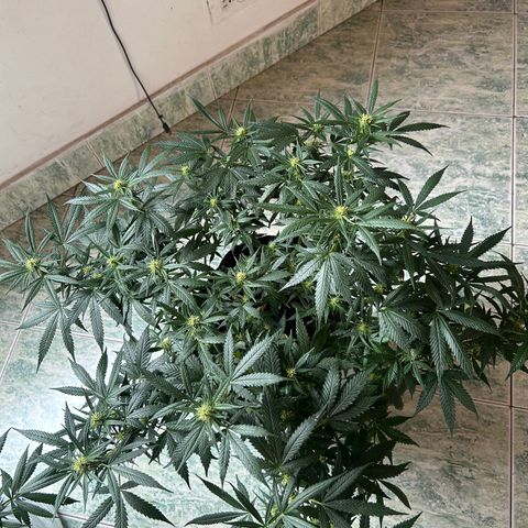 Gorilla glúe growlog timeline photo
