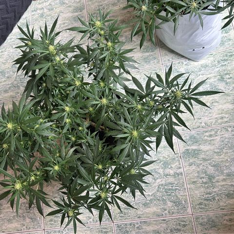 Gorilla glúe growlog timeline photo
