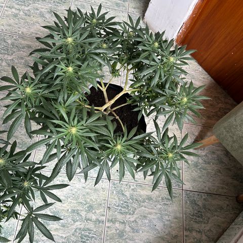 Cherry pie #1 growlog timeline photo
