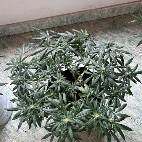 Cherry pie #2 growlog timeline photo