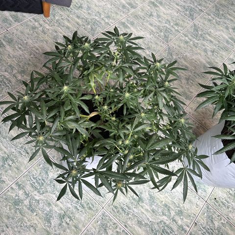Cherry pie #2 growlog timeline photo