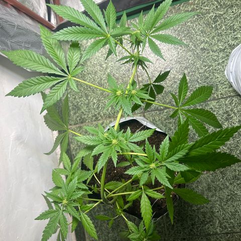 Kush del arriero x tropicana cookies #1 growlog timeline photo