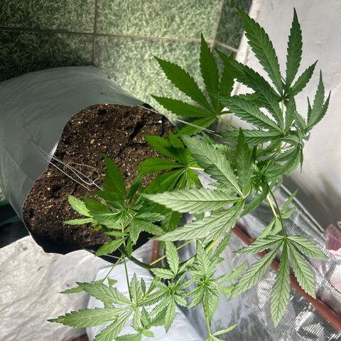 Kush del arriero x tropicana cookies  #4 growlog timeline photo