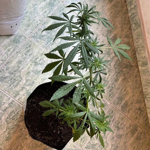 Kush del arriero x tropicana cookies #3 growlog timeline photo