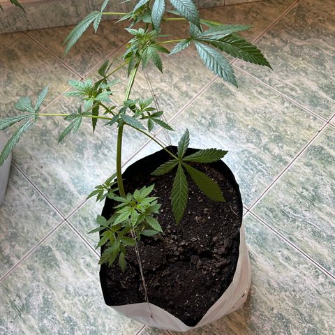 Kush del arriero x tropicana cookies  #2 growlog timeline photo
