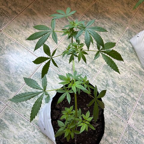 Kush del arriero x tropicana cookies  #2 growlog timeline photo