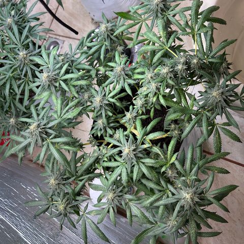 Cherry pie #2 growlog timeline photo