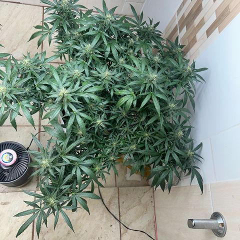 Gorilla glúe growlog timeline photo