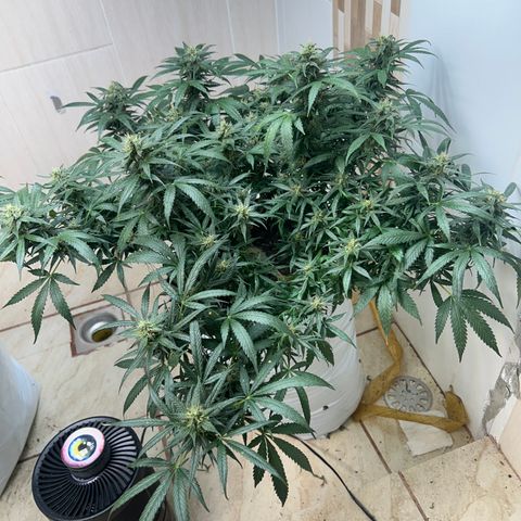 Gorilla glúe growlog timeline photo