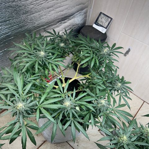 Cherry pie #1 growlog timeline photo