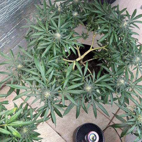 Cherry pie #1 growlog timeline photo