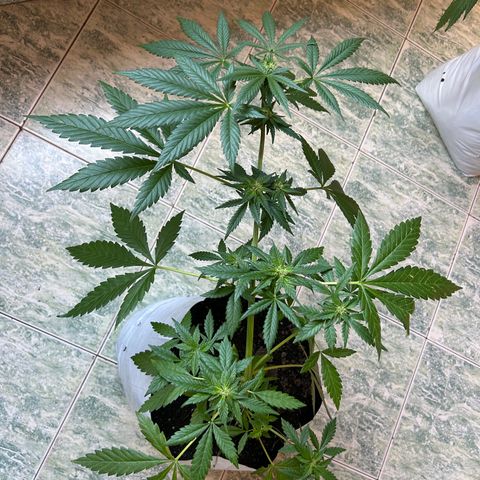 Kush del arriero x tropicana cookies #1 growlog timeline photo