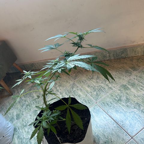 Kush del arriero x tropicana cookies #1 growlog timeline photo
