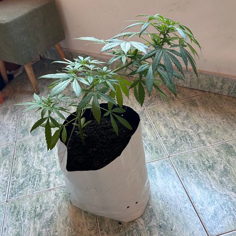 Kush del arriero x tropicana cookies  #4 growlog timeline photo