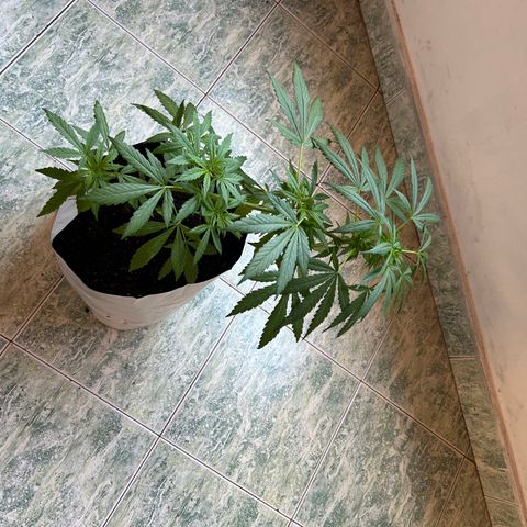 Kush del arriero x tropicana cookies  #4 growlog timeline photo