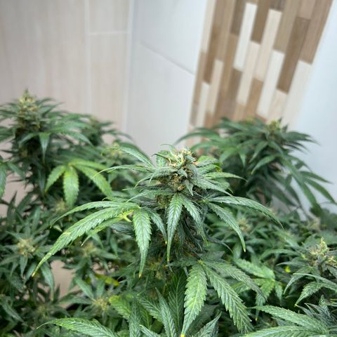 Gorilla glúe growlog timeline photo