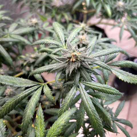 Cherry pie #2 growlog timeline photo