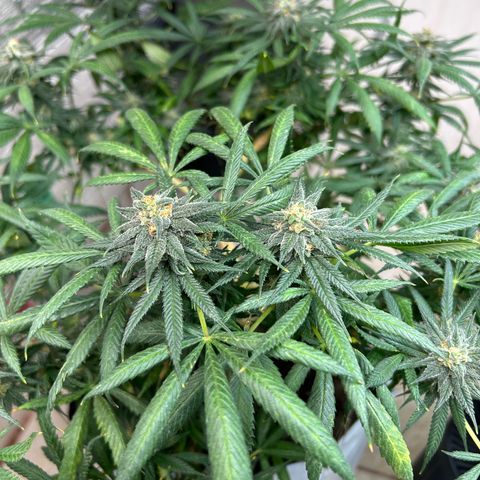 Cherry pie #1 growlog timeline photo