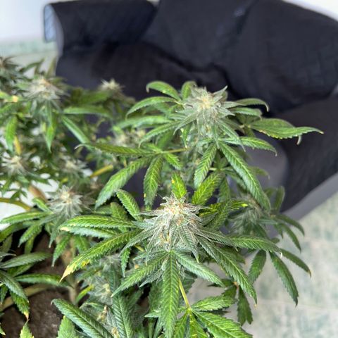 Cherry pie #2 growlog timeline photo