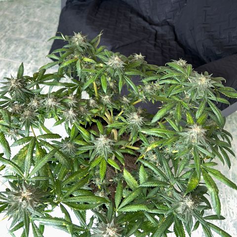 Cherry pie #2 growlog timeline photo