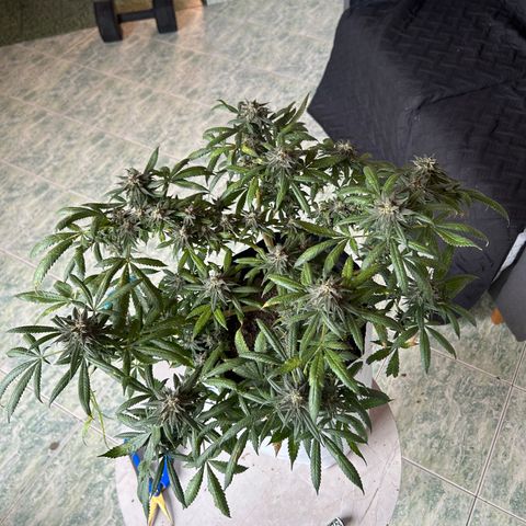 Cherry pie #2 growlog timeline photo