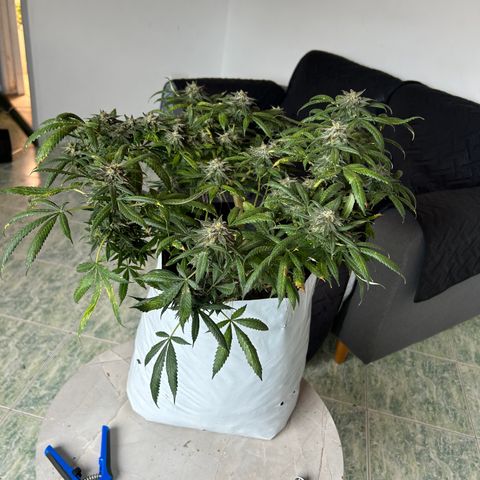 Cherry pie #2 growlog timeline photo