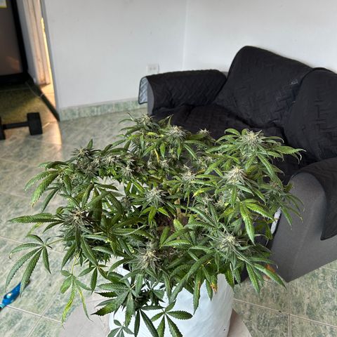Cherry pie #2 growlog timeline photo