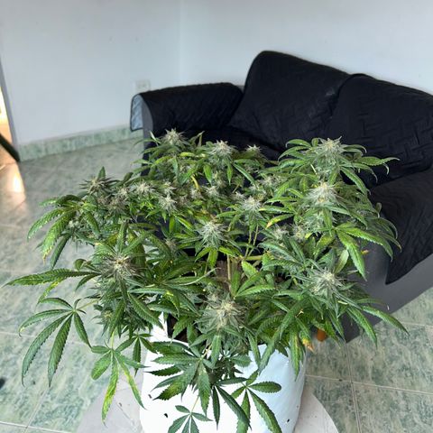 Cherry pie #2 growlog timeline photo