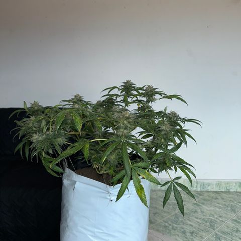 Cherry pie #2 growlog timeline photo