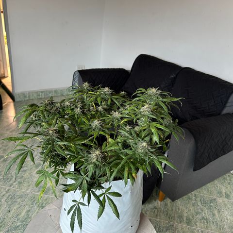 Cherry pie #2 growlog timeline photo
