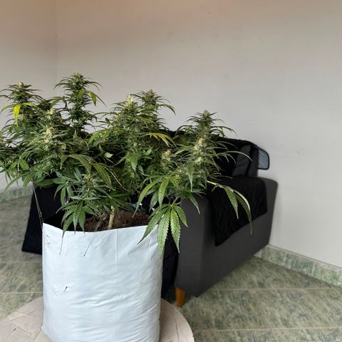 Gorilla glúe growlog timeline photo