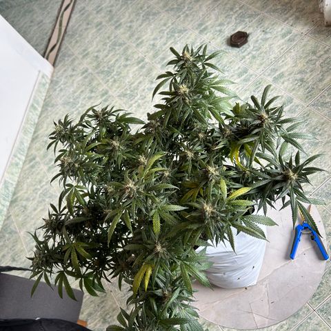 Gorilla glúe growlog timeline photo