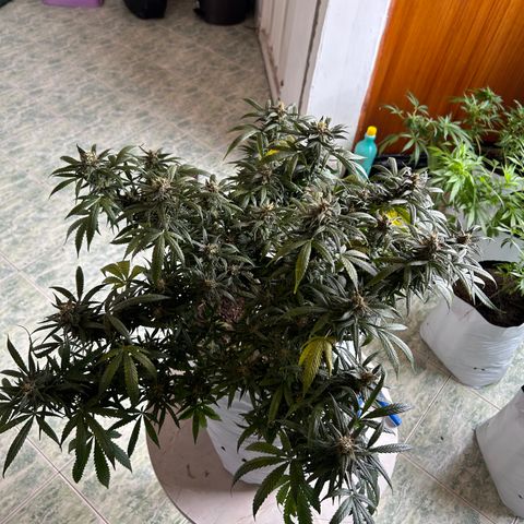 Gorilla glúe growlog timeline photo