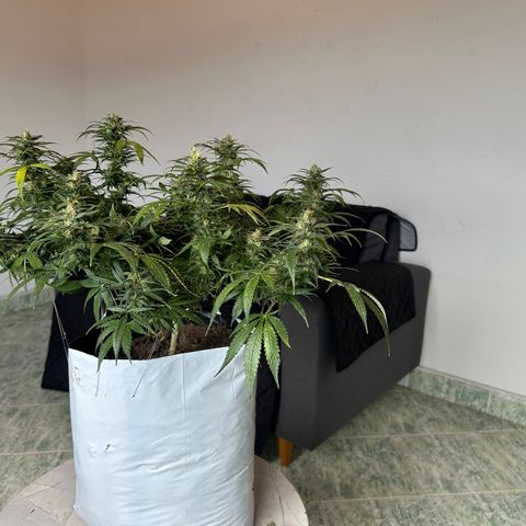 Gorilla glúe growlog timeline photo