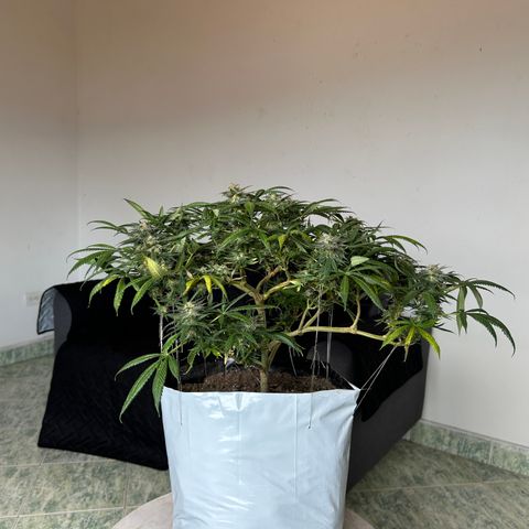 Cherry pie #1 growlog timeline photo