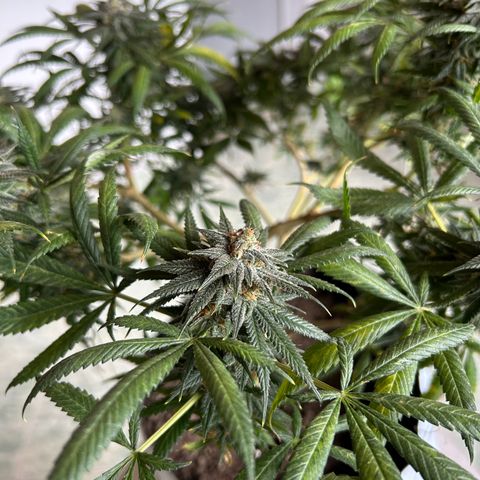 Cherry pie #1 growlog timeline photo