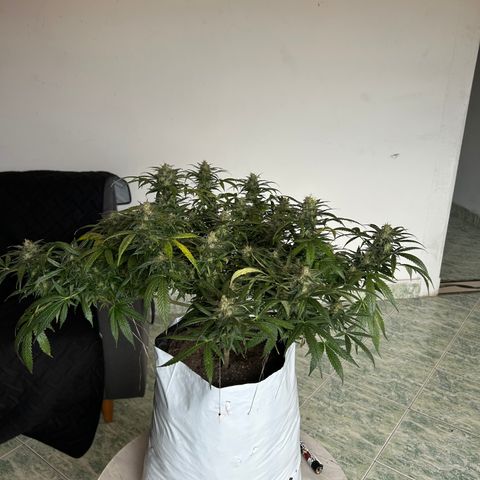 Cherry pie #1 growlog timeline photo