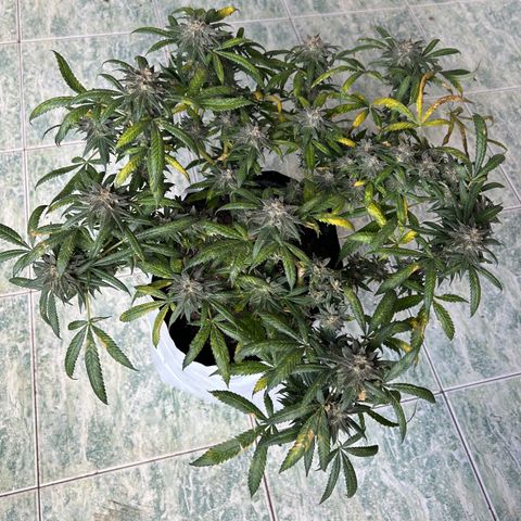Cherry pie #2 growlog timeline photo