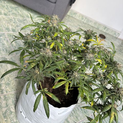Cherry pie #2 growlog timeline photo